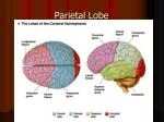 Parietal Lobe - slide 1