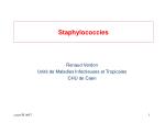 Staphylococcies - slide 1