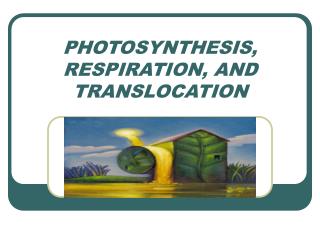 PHOTOSYNTHESIS, RESPIRATION, AND TRANSLOCATION