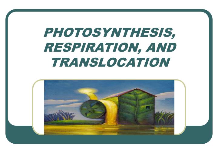 photosynthesis respiration and translocation