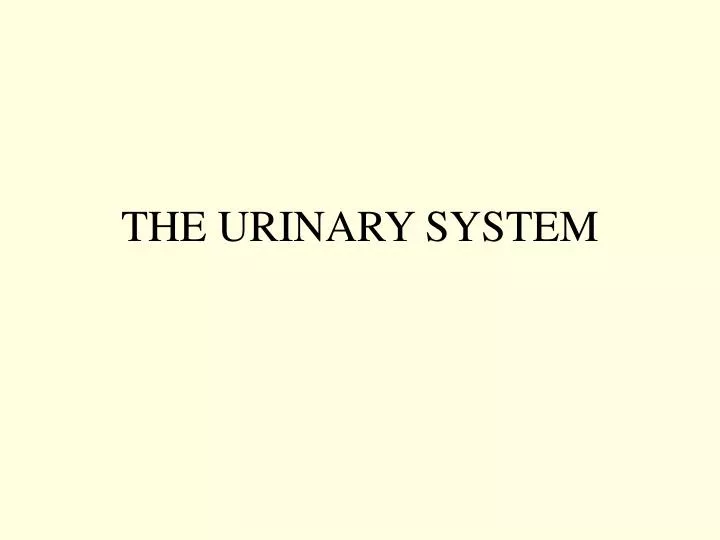 the urinary system