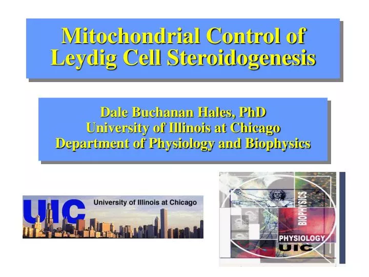 mitochondrial control of leydig cell steroidogenesis