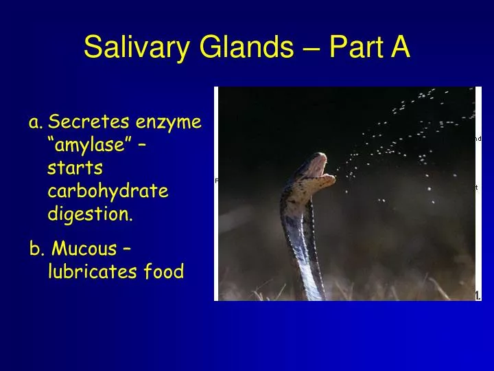 salivary glands part a