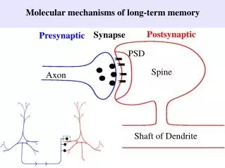 Molecular mechanisms of long-term memory