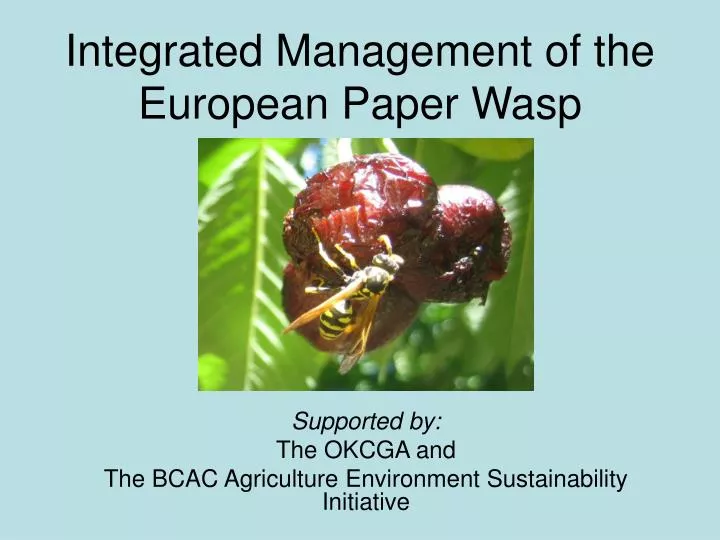 integrated management of the european paper wasp
