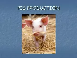 PIG PRODUCTION