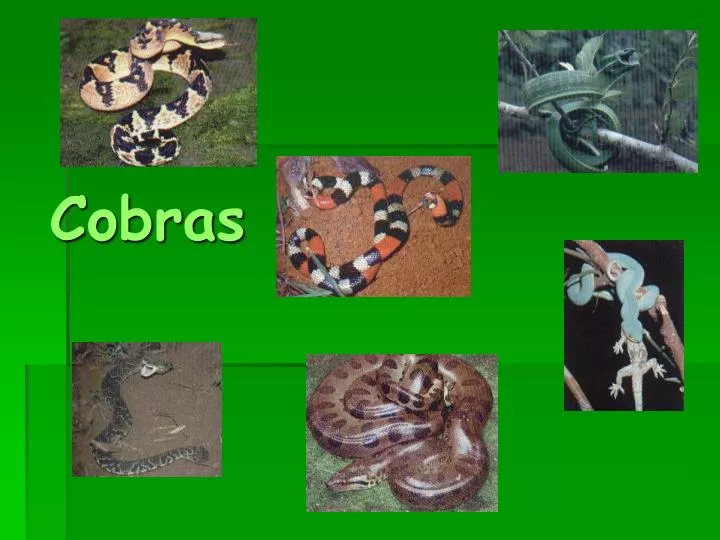 cobras