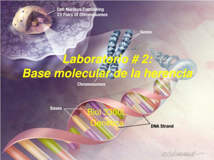 laboratorio 2 base molecular de la herencia