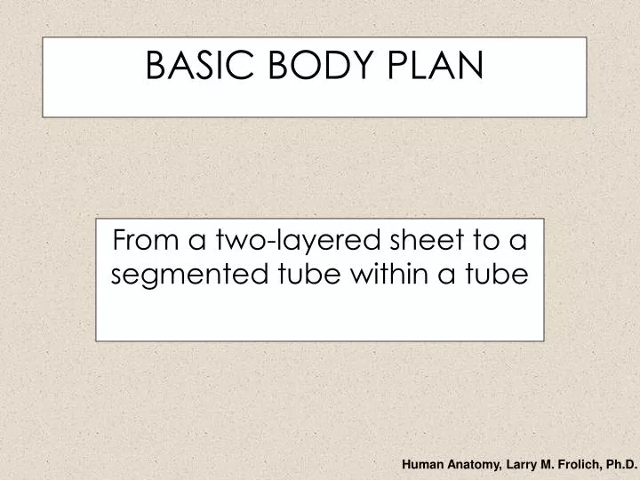 basic body plan