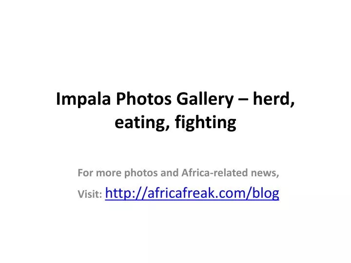 impala photos gallery herd eating fighting