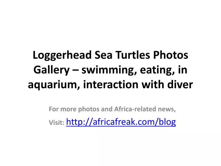 loggerhead sea turtles photos gallery swimming eating in aquarium interaction with diver