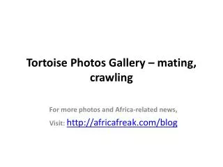 Photos of tortoise to download for free