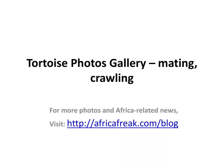 tortoise photos gallery mating crawling