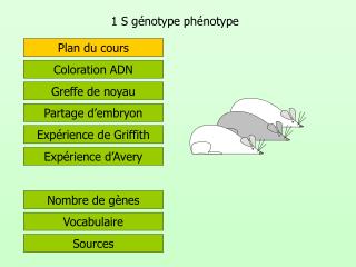 1 S génotype phénotype