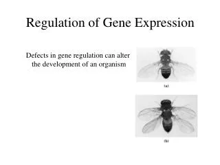 Defects in gene regulation can alter the development of an organism