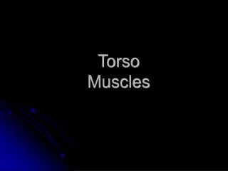 Torso Muscles
