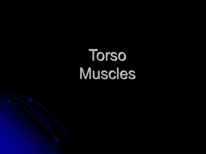 torso muscles