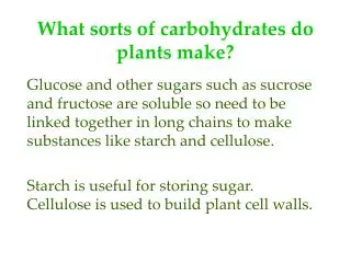 What sorts of carbohydrates do plants make?