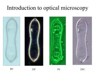 Introduction to optical microscopy