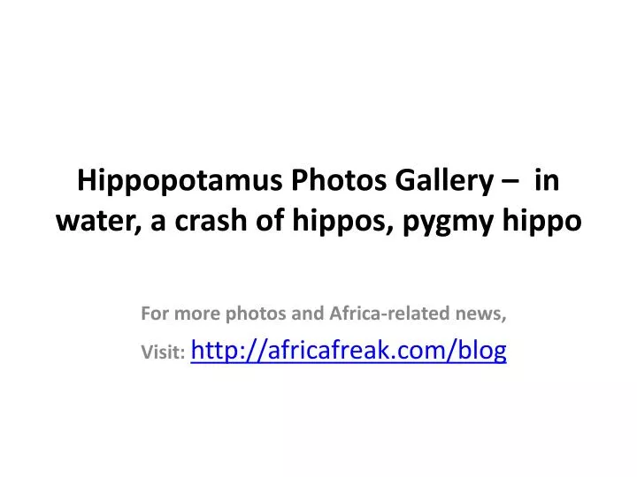 hippopotamus photos gallery in water a crash of hippos pygmy hippo