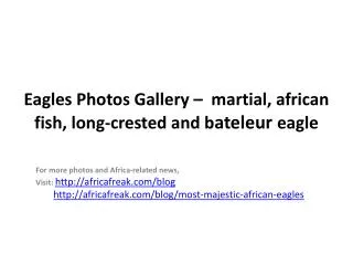 Photos of Eagles to download for free (martial, african fish