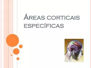 Áreas corticais específicas