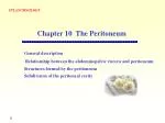 General description Relationship between the abdominopelvic viscera and peritoneum Structures formed by the peritoneum S - slide 1