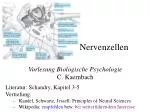 Nervenzellen - slide 1
