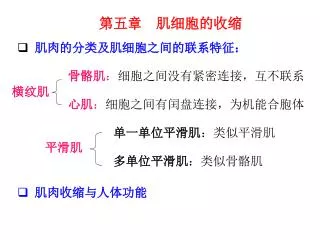 第五章 肌细胞的收缩 肌肉的分类及肌细胞之间的联系特征： 骨骼肌 ： 细胞之间没有紧密连接，互不联系 心肌 ： 细胞之间有闰盘连接，为机能合胞体 单一单位平滑肌 ：类似平滑肌 多单位平滑肌 ：类似骨骼肌 肌肉收缩与人体功能