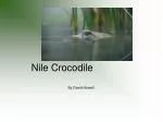 Nile Crocodile - slide 1