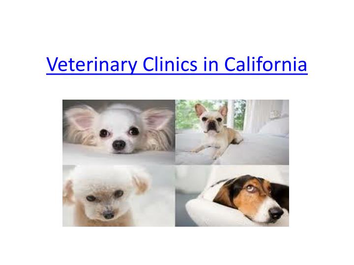 veterinary clinics in california