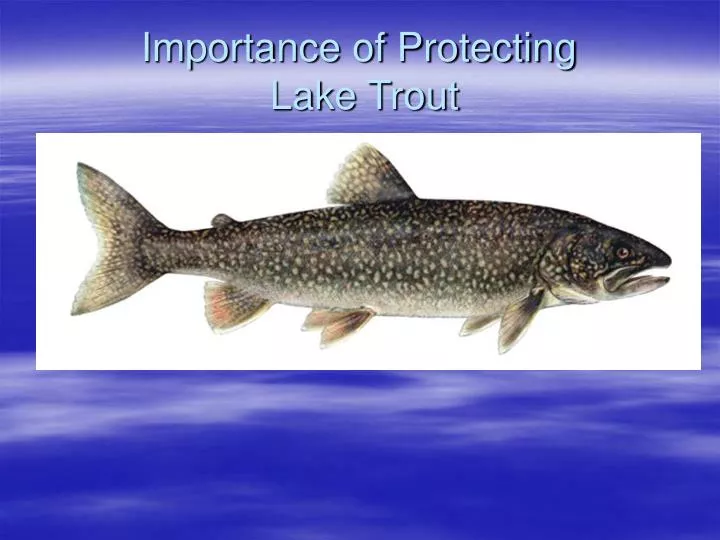 importance of protecting lake trout