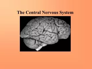The Central Nervous System