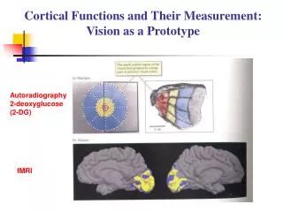 Cortical Functions and Their Measurement: Vision as a Prototype