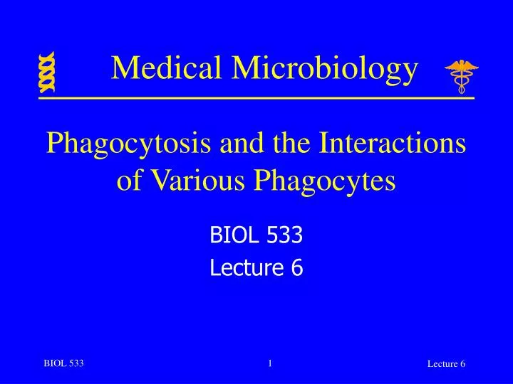 phagocytosis and the interactions of various phagocytes