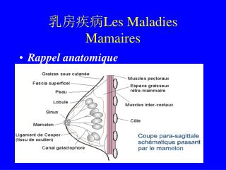 乳房疾病 Les Maladies Mamaires