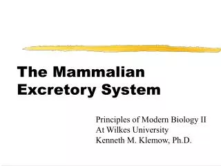 The Mammalian Excretory System