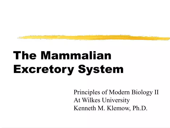 the mammalian excretory system