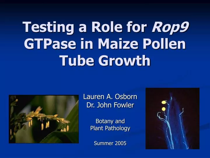 testing a role for rop9 gtpase in maize pollen tube growth