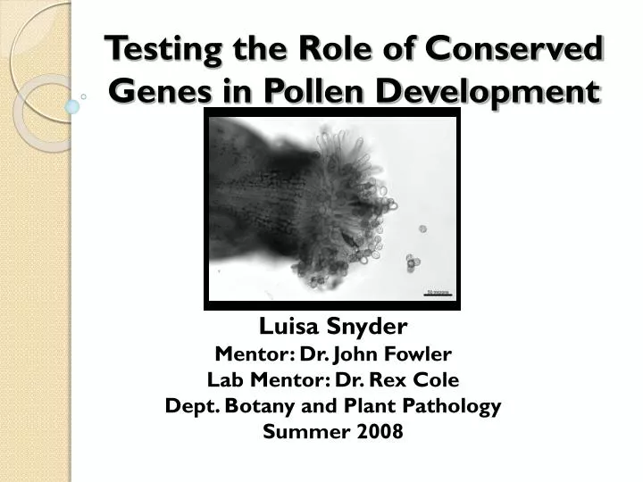 testing the role of conserved genes in pollen development