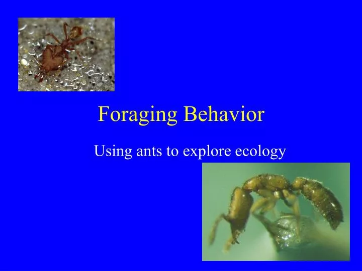 foraging behavior