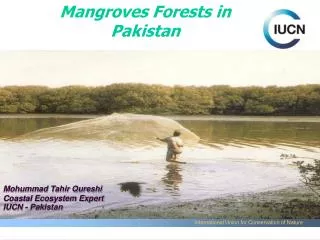 Mangroves Forests in Pakistan
