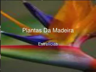 Plantas Da Madeira