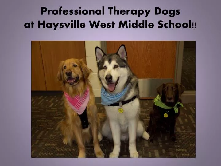 professional therapy dogs at haysville west middle school