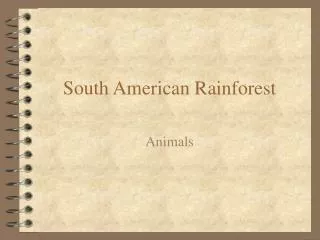 South American Rainforest