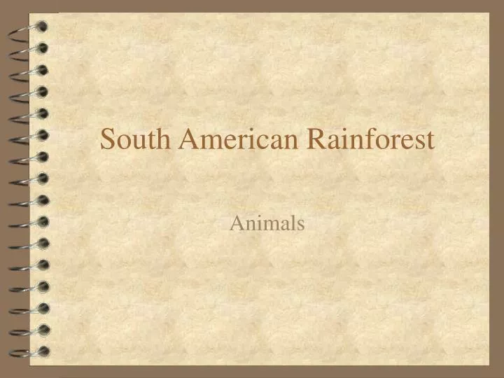 south american rainforest