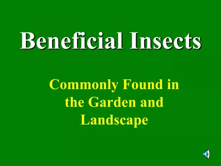 beneficial insects