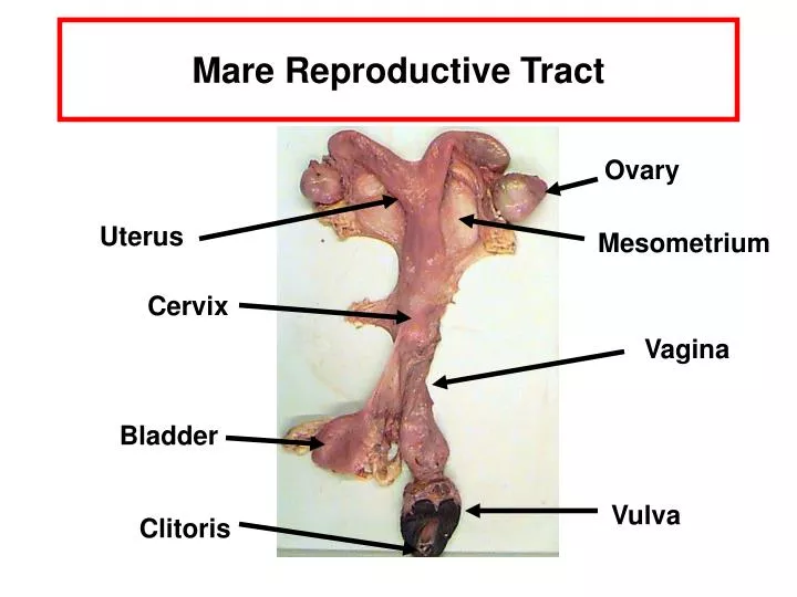 mare reproductive tract