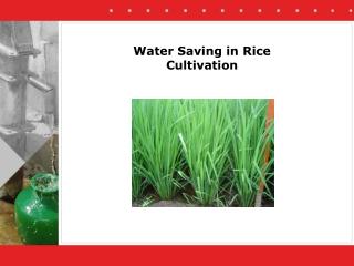 Water Saving in Rice Cultivation