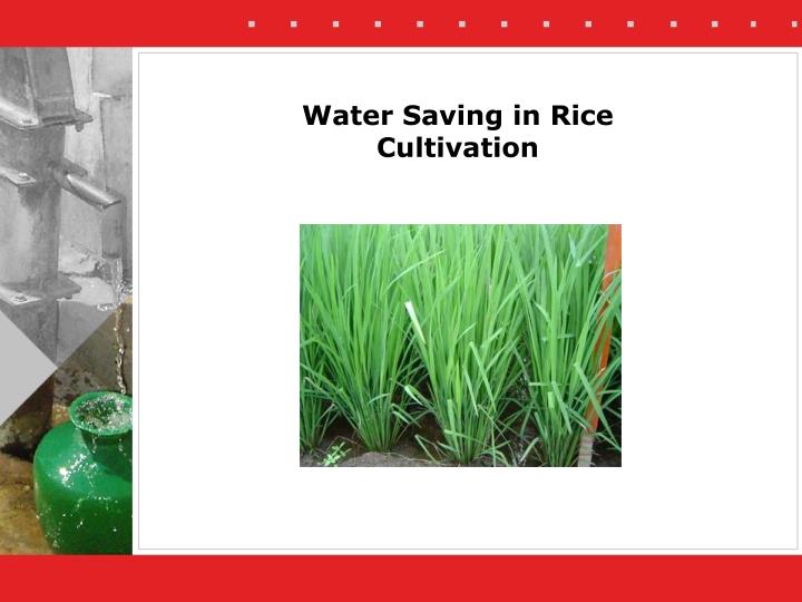 water saving in rice cultivation